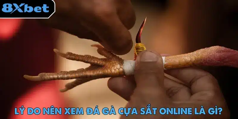 8xbet bảo trải nghiệm xem đá gà cựa sắt và đặt cược không gián đoạn